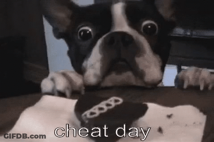 French Bulldog Cheat Day GIF