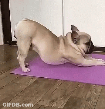 French Bulldog Doing Yoga On Purple Mat GIF