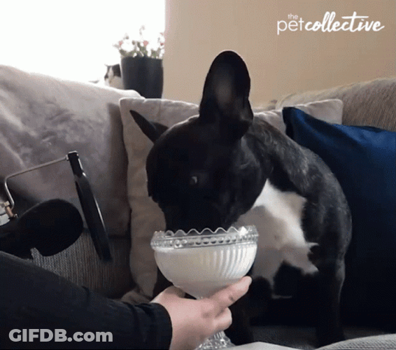 French Bulldog Drinking Milk GIF