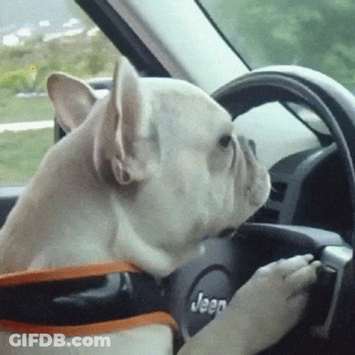 French Bulldog Driving Jeep GIF