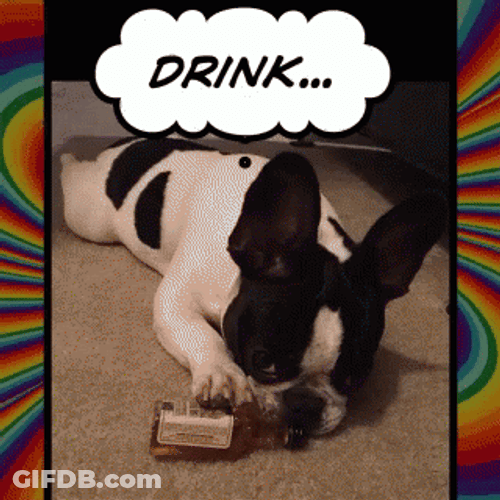 French Bulldog Drunk Cute GIF