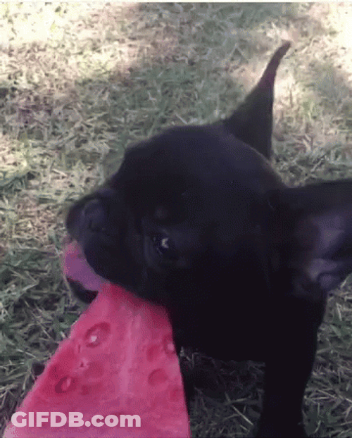 French Bulldog Eating Watermelon GIF