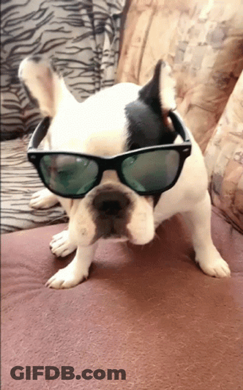 French Bulldog Fashion Stare Sunglasses GIF