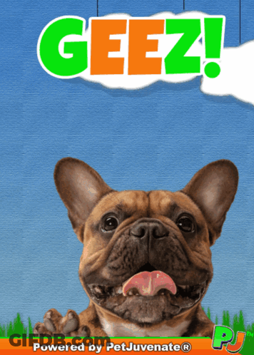 French Bulldog Gees GIF