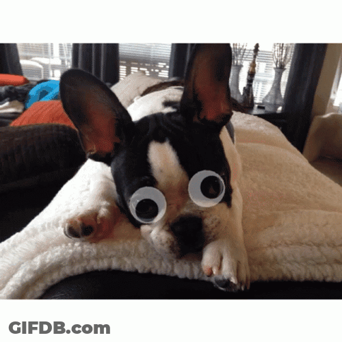 French Bulldog Googly Eyes GIF