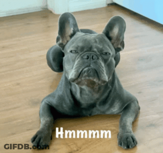 French Bulldog Hmm Stare GIF