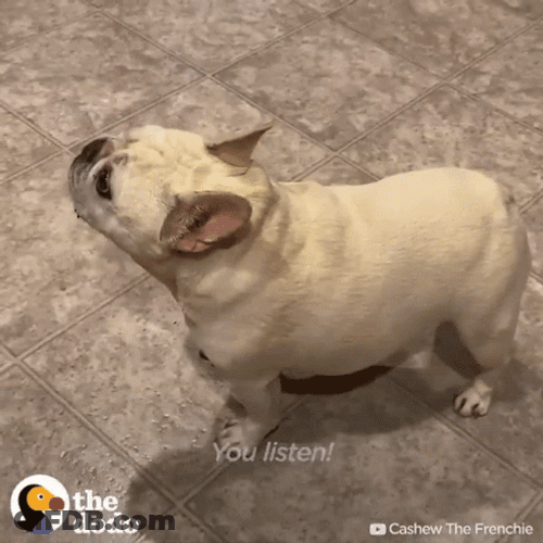 French Bulldog I Don't Work GIF