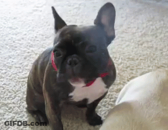 French Bulldog In Red Collar Sitting On Carpet GIF