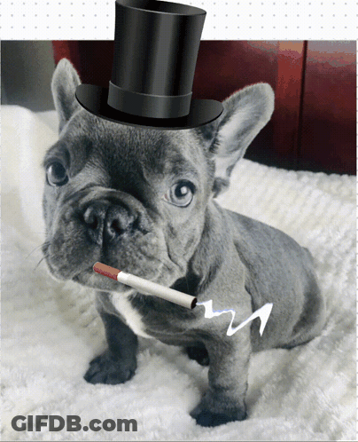 French Bulldog In Top Hat Holding Cigarette GIF