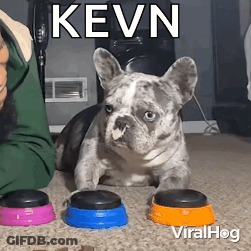 French Bulldog Laying Beside Three Bowls Of Food And Person GIF