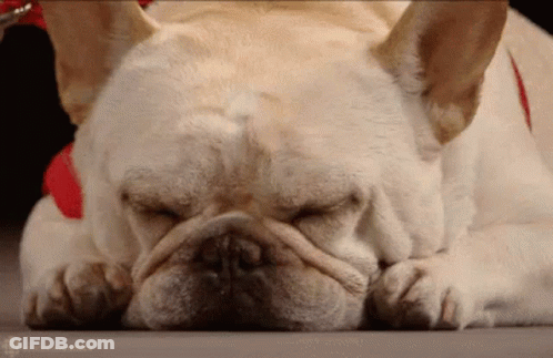 French Bulldog Laying Down Eyes Closed GIF