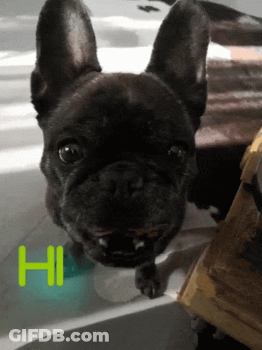 French Bulldog Laying On Bed Hi GIF