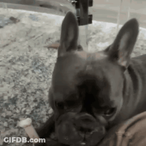French Bulldog Laying On Counter With Bone GIF