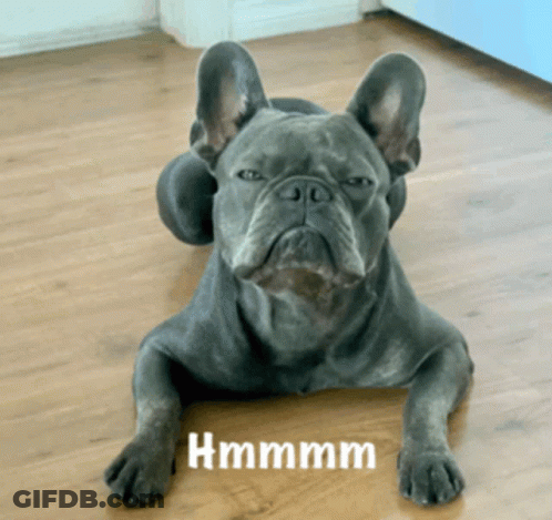 French Bulldog Laying On Floor GIF