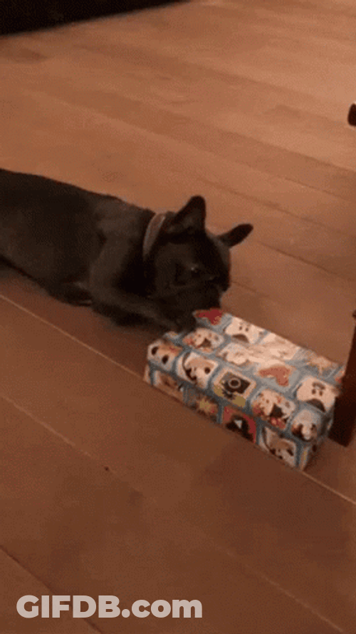 French Bulldog Licking Gift Wrap GIF
