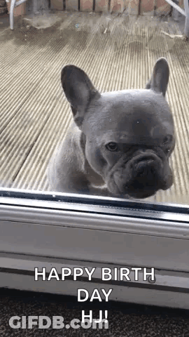 French Bulldog Looking Out Window GIF