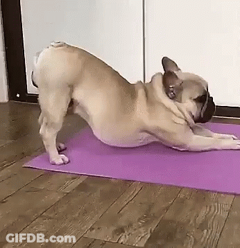 French Bulldog Lying On Purple Yoga Mat GIF