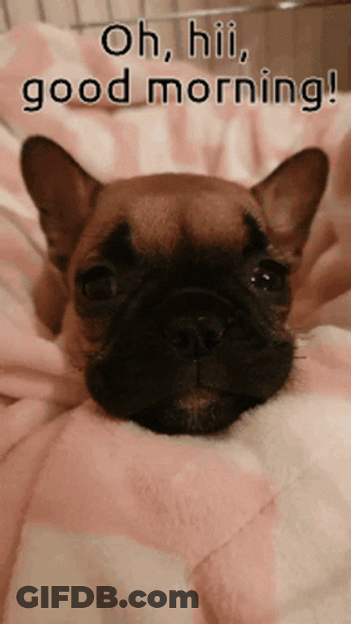 French Bulldog Oh Hi Good Morning GIF