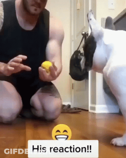 French Bulldog Play Magic Trick GIF
