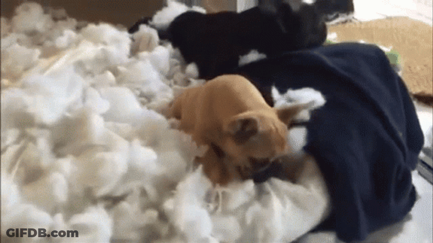 French Bulldog Playing Cotton GIF