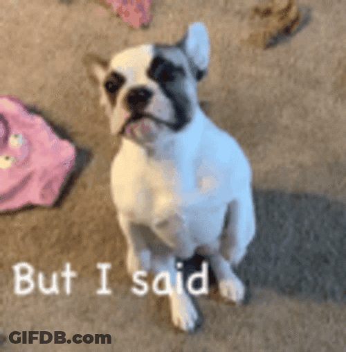 French Bulldog Please I Said GIF