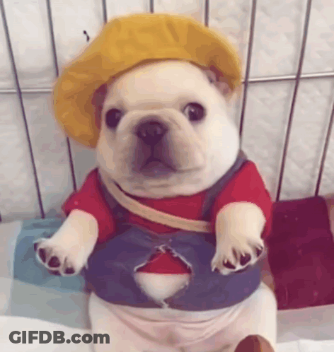 French Bulldog Puppy In Yellow Hat And Overalls GIF