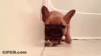 French Bulldog Puppy Playing With Toothbrush GIF