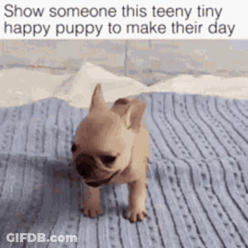 French Bulldog Puppy Walking On Blanket GIF