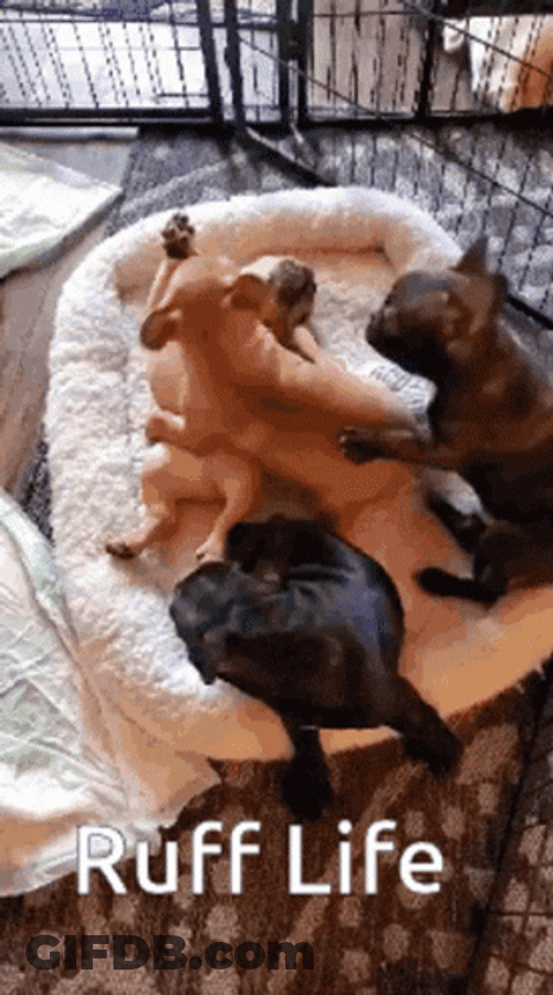 French Bulldog Ruff Life GIF
