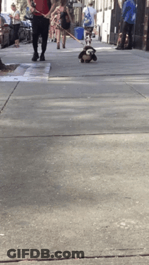 French Bulldog Running Dog Costume GIF