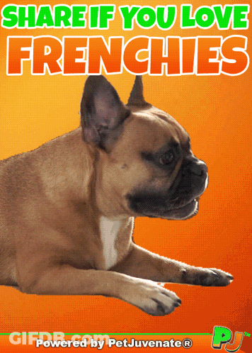 French Bulldog Share If You Love Frenchies GIF