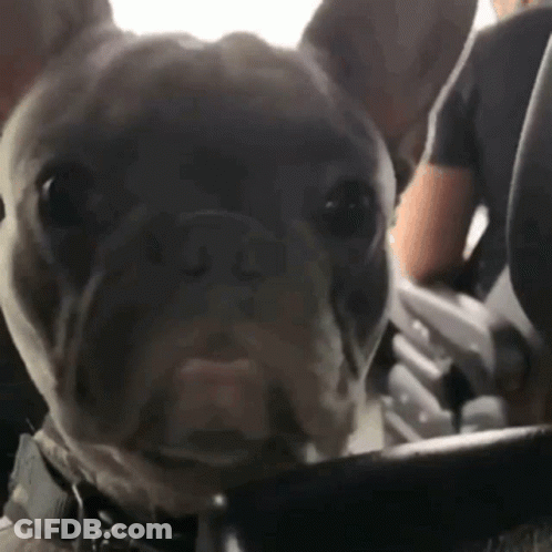French Bulldog Sitting In Car GIF