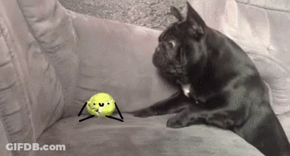 French Bulldog Sitting On Blue And White Rug Looking Up GIF