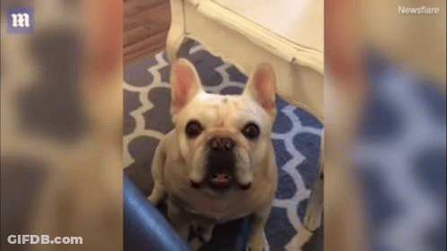 French Bulldog Sitting On Blue And White Rug Looking Up GIF