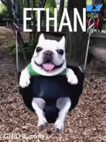 French Bulldog Sitting On Swing Ethan GIF