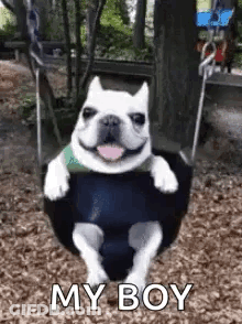 French Bulldog Sitting On Swing Smiling GIF