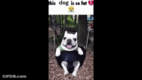French Bulldog Sitting On Swing With Ball GIF