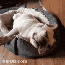 French Bulldog Sleeping In Bed GIF