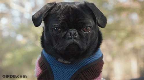 French Bulldog Standing On Hind Legs GIF