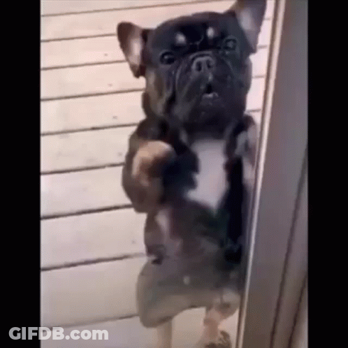 French Bulldog Standing On Hind Legs GIF