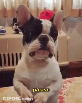 French Bulldog Standing On Hind Legs GIF