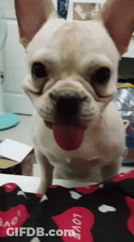 French Bulldog Tongue Out On Love Pillow GIF