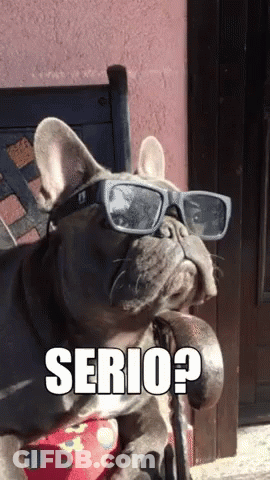 French Bulldog Wearing Sunglasses With Serio GIF