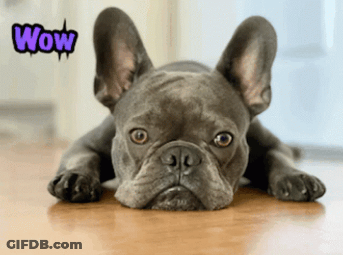 French Bulldog Wow Stare GIF