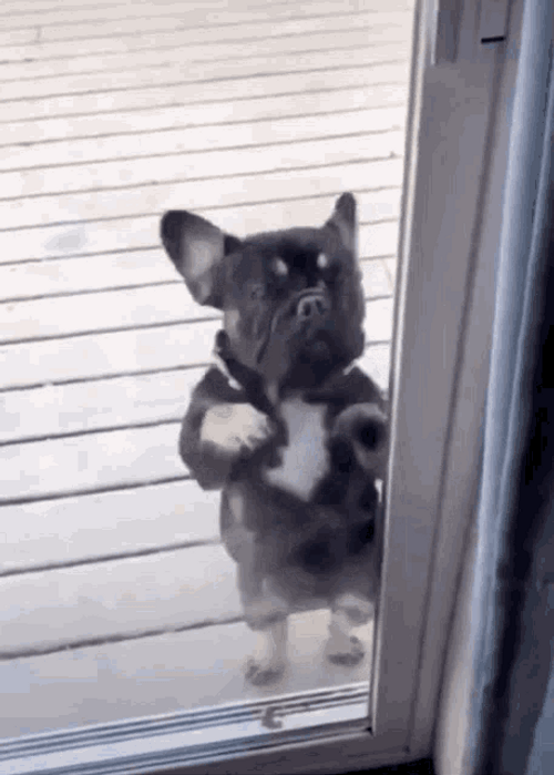 Frenchie Dog Funny Door Knock GIF