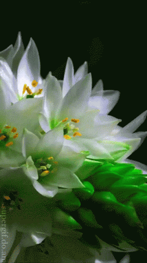 Fresh Beautiful Flowers Blooming GIF