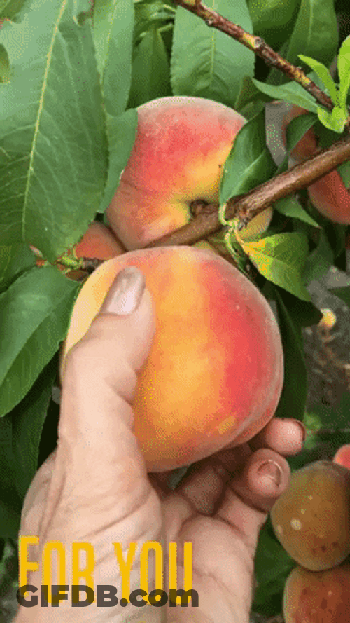 Freshly Picked  Peach Fruit Loop GIF