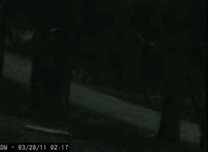 Fresno Nightcrawler White Shadows CCTV Captured GIF
