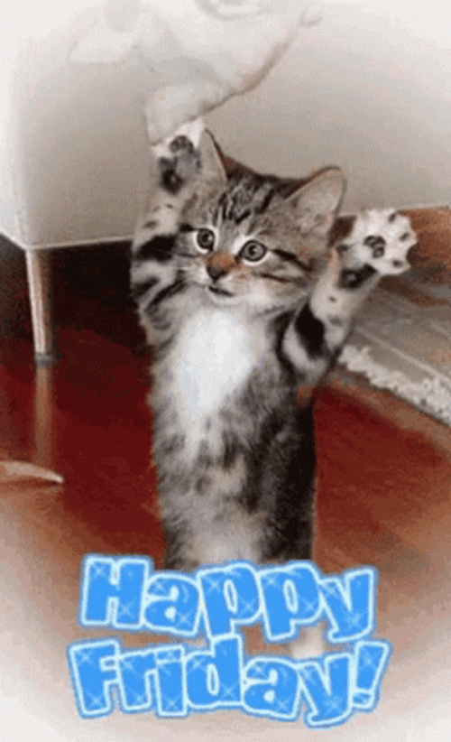 Friday Cat Throwing Corgi GIF