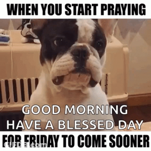 Friday GIF